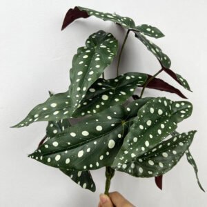 Artificial Begonia Plants